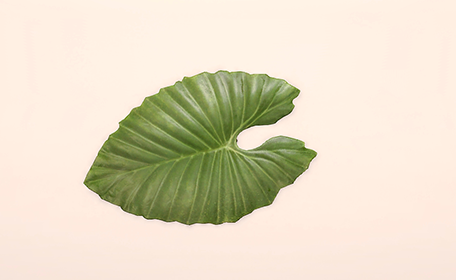 Giant Leaf Parasol Top Image